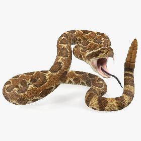 Light Rattlesnake Attack Pose 3D